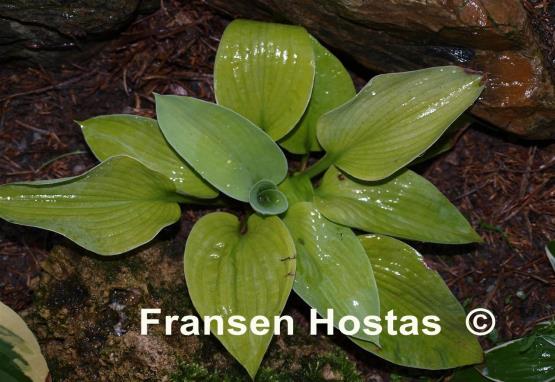 Hosta Goldbrook Gold